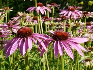 Echinacea Herbal Remedies South West England